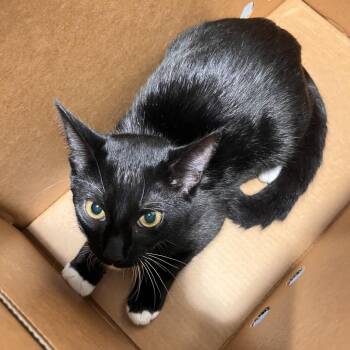Honey -  Domestic Short Hair Cat for Adoption in Tampa, Florida - Honey | PetCurious