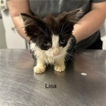 Lisa -  Domestic Short Hair Cat for Adoption in Mooresville, North Carolina - Lisa | PetCurious