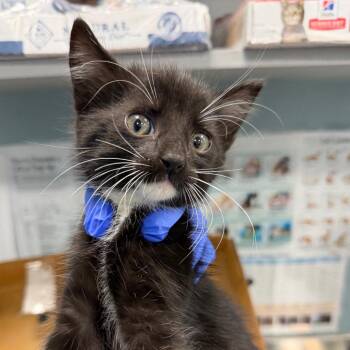 Grundo -  Domestic Short Hair Cat for Adoption in Greensboro, North Carolina - Grundo | PetCurious