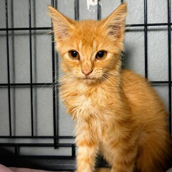 Mission   2301 e graves -  Domestic Short Hair Cat for Adoption in Debary, Florida - Mission   2301 E Graves | PetCurious