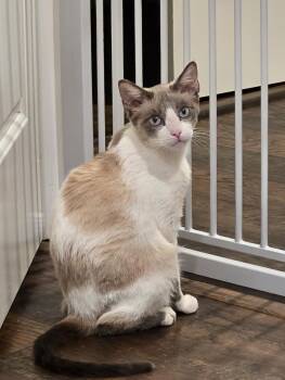 Isaac -  Snowshoe Cat for Adoption in San Juan Capistrano, California - Isaac | PetCurious