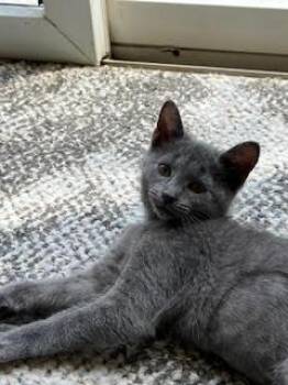 Jade (FCID# 07/28/2026 - 10) KDC -  Domestic Short Hair Cat for Adoption in Greenville, Delaware - Jade (FCID# 07/28/2026 - 10) KDC | PetCurious