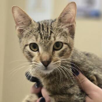 Almanzo -  Domestic Short Hair Cat for Adoption in Wickenburg, Arizona - Almanzo | PetCurious