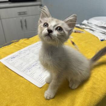 Lottie -  Domestic Short Hair Cat for Adoption in Riverside, California - Lottie | PetCurious