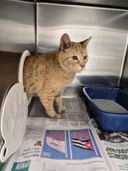 Domestic Short Hair Cats Available for Adoption in Montreal, Quebec - Mittens | PetCurious