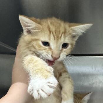 Mars -  Domestic Short Hair Cat for Adoption in Corbin, Kentucky - Mars | PetCurious