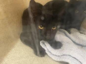 SAYONA -  Domestic Short Hair Cat for Adoption in Kent, Washington - SAYONA | PetCurious