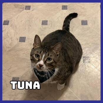 Tuna -  Domestic Short Hair and Mixed Breed Cat for Adoption in Glenwood, Minnesota - Tuna | PetCurious