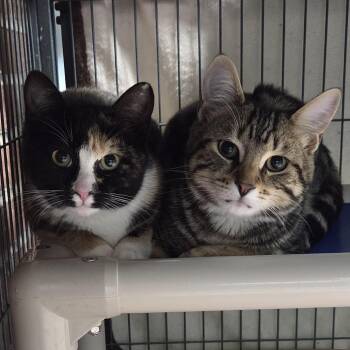 Amanda -  Domestic Short Hair Cat for Adoption in Camden, Delaware - Amanda | PetCurious