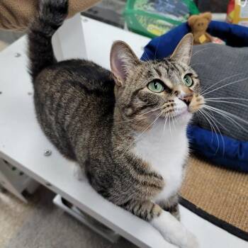 Maisy -  Domestic Short Hair Cat for Adoption in Des Moines, Iowa - Maisy | PetCurious