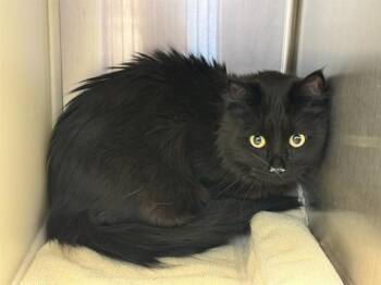 Domestic Long Hair Cats Available for Adoption - BOOP | PetCurious