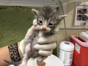 Domestic Short Hair Cats Available for Adoption in Riverside, California - CHICKEN NOODLE | PetCurious