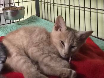 Chimkin -  Domestic Short Hair Cat for Adoption in Auburn, Indiana - Chimkin | PetCurious