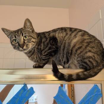 Rescue Domestic Short Hair Cats for Adoption in Brea, California - Rebel | PetCurious