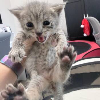 Domestic Short Hair Cats Available for Adoption in Jupiter, Florida - June | PetCurious