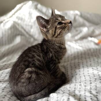 Dingle -  Domestic Short Hair Cat for Adoption in Carmel, Indiana - Dingle | PetCurious