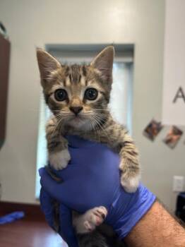 Domestic Short Hair Cats Available for Adoption in Gautier, Mississippi - Peanut | PetCurious