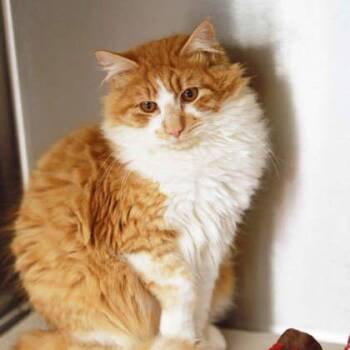 Domestic Long Hair Cats Available for Adoption - Snookums | PetCurious