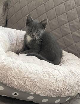Lollipop -  Russian Blue and Domestic Short Hair Cat for Adoption in Buford, Georgia - Lollipop | PetCurious