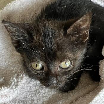 Domestic Short Hair Cats Available for Adoption - Lily (COH-A-66242 | PetCurious