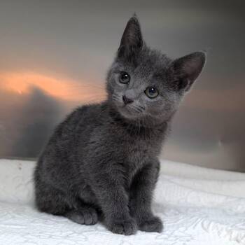 Flower -  Domestic Short Hair Cat for Adoption in Michigan City, Indiana - Flower | PetCurious