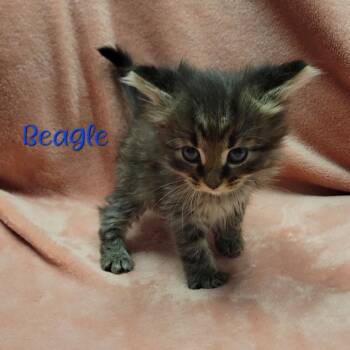 Rescue Domestic Medium Hair Cats for Adoption in Parkersburg, West Virginia - Beagle | PetCurious