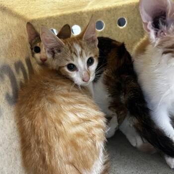 Gobstopper -  Domestic Short Hair Cat for Adoption in Philadelphia, Pennsylvania - Gobstopper | PetCurious
