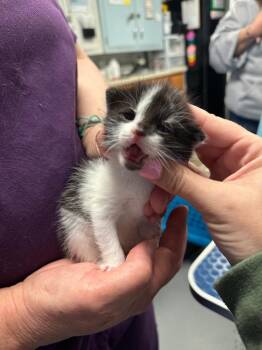 Peacoat -  Domestic Short Hair Cat for Adoption in Trenton, New Jersey - Peacoat | PetCurious