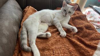 Chanel 3 -  Siamese and American Shorthair Cat for Adoption in Austin, Texas - Chanel 3 | PetCurious