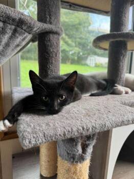 Velvet Elvis -  Domestic Short Hair Cat for Adoption in Berwick, Pennsylvania - Velvet Elvis | PetCurious