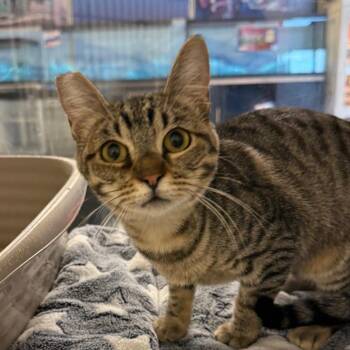Hannah -  Domestic Short Hair Cat for Adoption in Hemet, California - Hannah | PetCurious