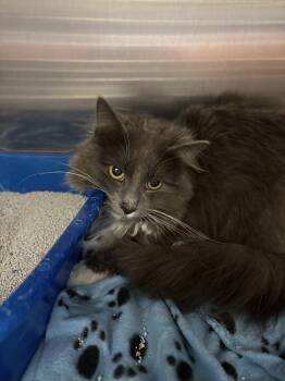 Domestic Medium Hair Cats Available for Adoption - Josh | PetCurious