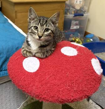 Rescue Domestic Short Hair Cats for Adoption in Faribault, Minnesota - Sunny | PetCurious