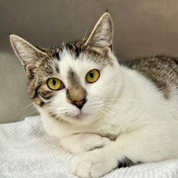 Rescue Domestic Short Hair Cats for Adoption in Hilton Head Island, South Carolina - Henrietta | PetCurious