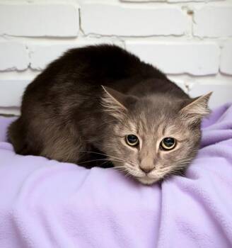 Domestic Short Hair Cats Available for Adoption in Pasadena, California - PHOENIX | PetCurious