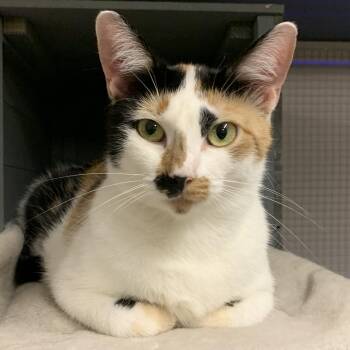 Rescue Domestic Short Hair Cats for Adoption in Warwick, Rhode Island - Hen-rieta | PetCurious