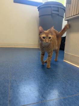 Gigi - 2 Years female -  Domestic Short Hair Cat for Adoption in Sterling, Massachusetts - Gigi - 2 Years Female | PetCurious