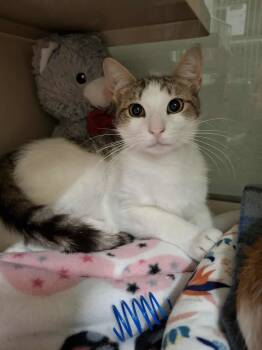 Rescue Domestic Short Hair Cats for Adoption in Rochester, New Hampshire - Cade AND Chance | PetCurious