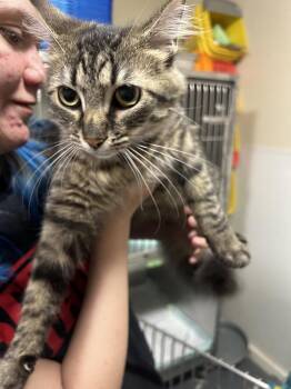 Domestic Long Hair Cats Available for Adoption in Linton, Indiana - Izzy | PetCurious