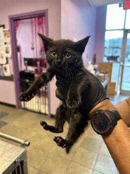 Domestic Medium Hair Cats Available for Adoption in El Paso, Texas - 60830897 | PetCurious