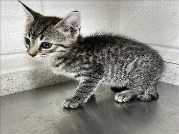 Domestic Short Hair Cats Available for Adoption in Grovetown, Georgia - A121308 | PetCurious
