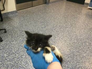 Domestic Short Hair Cats Available for Adoption in Thousand Palms, California - A1912869 | PetCurious