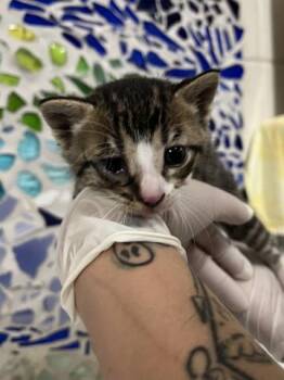 SCARAB -  Domestic Short Hair Cat Available for Adoption in Pensacola, Florida - SCARAB | PetCurious