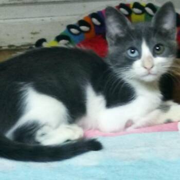 Semsem- 2 different eye colors -  Domestic Short Hair Cat for Adoption in Brampton, Ontario - Semsem- 2 Different Eye Colors | PetCurious