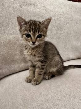 Claire -  Domestic Short Hair Cat for Adoption in Greensboro, North Carolina - Claire | PetCurious