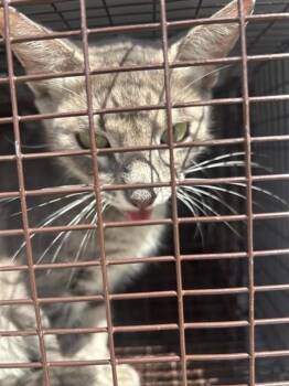 A661832 -  Domestic Short Hair Cat for Adoption in Houston, Texas - A661832 | PetCurious