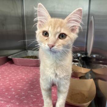 Timmy -  Domestic Short Hair Cat for Adoption in Greensboro, North Carolina - Timmy | PetCurious