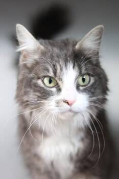 Domestic Medium Hair and Domestic Short Hair Cats Available for Adoption - Mimi | PetCurious