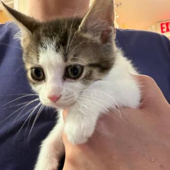 Xander -  Domestic Short Hair Cat for Adoption in Middlebury, Vermont - Xander | PetCurious
