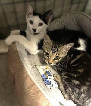 Domestic Short Hair Cats Available for Adoption in Fort Myers, Florida - Chase | PetCurious